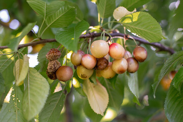 Rotten spoiled berry or fruit. Mold sweet cherries on tree in fruit garden. Spoiled berry. Diseases of trees. Gardening problems.