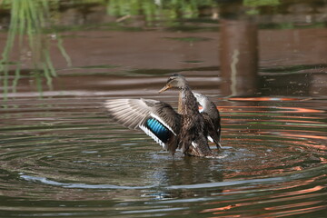 A wild duck swims on the water in a swamp