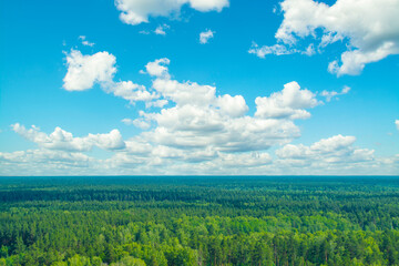 Fototapeta premium Panorama with coniferous forest and clouds. Top view of open spaces with treetops. Endless natural landscape.