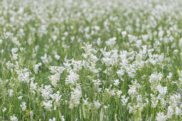 Filipendula ulmaria flowers growing on meadow, summer nature scenery with white meadowsweet close...