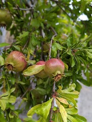 pomegranate on tree
