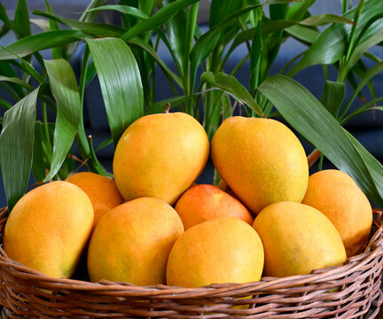 indian tasty Alphonso mangoes, india