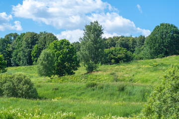 Landscape with field and forest. Summer background with countryside.