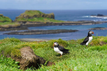 Atlantic puffins on the isle of Lunga in Scotland. The puffins breed on Lunga, a small island of the coast of Mull. 