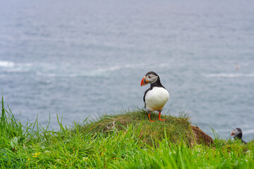 Atlantic puffin on the isle of Lunga in Scotland. The puffins breed on Lunga, a small island of the coast of Mull. 