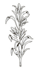Corn bush monochrome detailed emblem