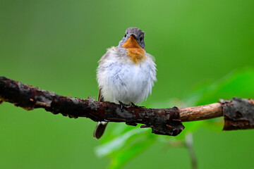 Red-breasted flycatcher // Zwergschnäpper (Ficedula parva) 