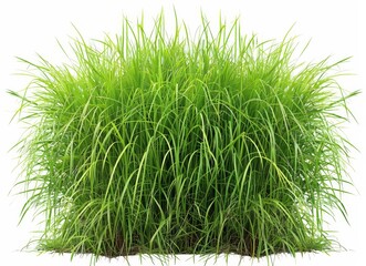 An isolated clipping path shows fresh cane, reed seeds, grass, and bulrush, all isolated on a white background