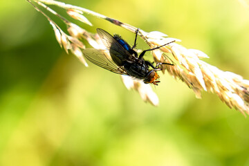 blaue Fliege
