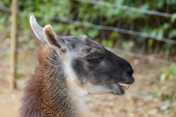 Llama © Colin