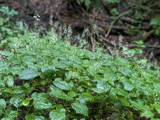 Enchanter's Nightshade flowers (Circaea lutetiana)