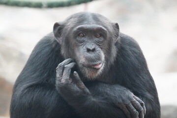Chimpanzee