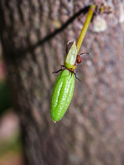 Green small Cocoa pods branch with young fruit and blooming cocoa flowers grow on trees. The cocoa tree ( Theobroma cacao ) with fruits, Raw cacao tree plant fruit plantation.