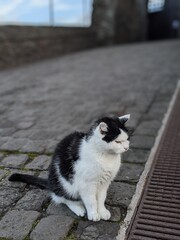 cat on the roof