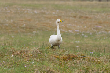 Whooper swan also known as the common swan - Cygnus cygnus - walking on green grass. Photo from Westfjords in Iceland.