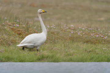 Obraz premium Whooper swan also known as the common swan - Cygnus cygnus - walking on green grass. Photo from Westfjords in Iceland.