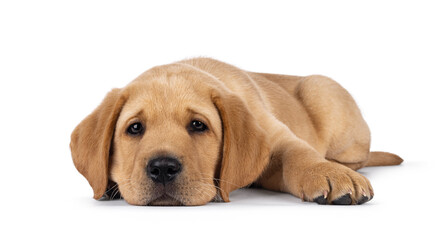 Cute 7 weeks old Labrador dog puppy, laying down facing front. Head down looking tired towards camera. Isolated on a white background.