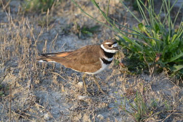 Killdeer in a Pasture
