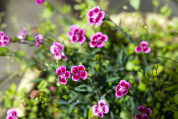 Beautiful bright background with purple carnations grass