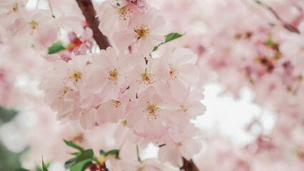 Japanese sakura cherry blossom flower blooming in spring background image for wallpaper horizontal