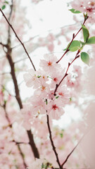 Japanese sakura cherry blossom flower blooming in spring background image for wallpaper vertical