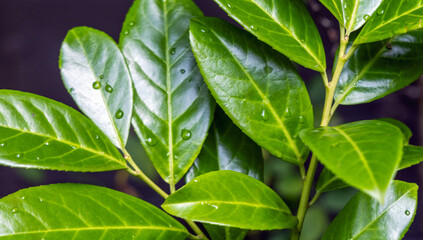 Green leaves on a bush. Natural background