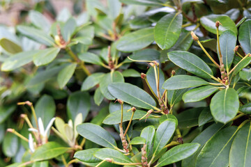 Green leaves on a bush. Natural background