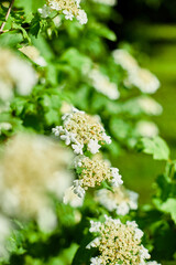 A cluster of small, white flowers blooms guelder rose on a green bush, with other flowers visible in the background.