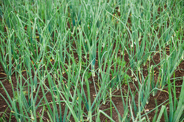 Rows of green onion plants growing in a garden bed with rich, dark brown soil.