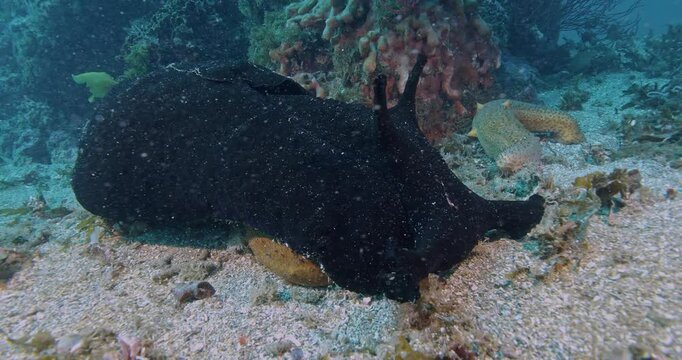  Giant California sea hare crawling over sea cucumber.