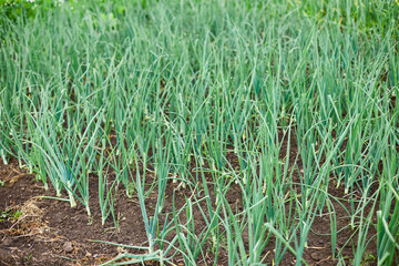 Rows of green onion plants growing in a garden bed with rich, dark brown soil.