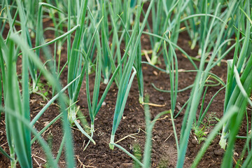 Rows of green onion plants growing in a garden bed with rich, dark brown soil.