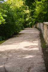 walking path in the green forest