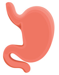 Obraz premium Human Stomach Anatomy or Digestion System Illustration