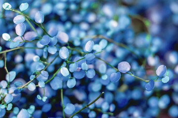 Blue leaves on a bush. Natural background. High quality photo