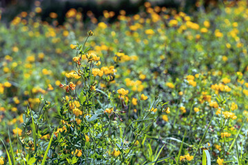 Beautiful wild flowers on a green meadow. High quality photo