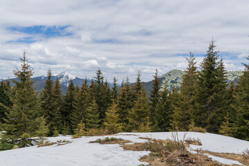 Beautiful spring landscape with pines and snow-covered mountains