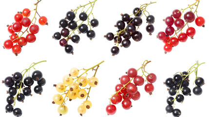 Set of currants isolated on white. Bunch of redcurrant, redcurrant and white currant.
