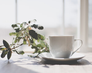 White Mug and Eucalyptus