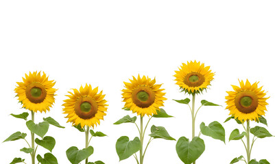 Fototapeta premium A row of six vibrant yellow sunflowers with green leaves against a white background. Perfect for summer-themed designs, nature-inspired projects, or adding a touch of sunshine to any creation. Transpa