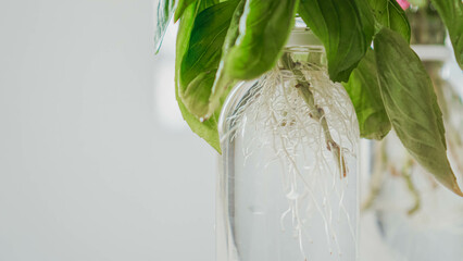 Fresh basil stem cut during water propagation in a clear glass jar at the windowsill with bright background closeup horizontal