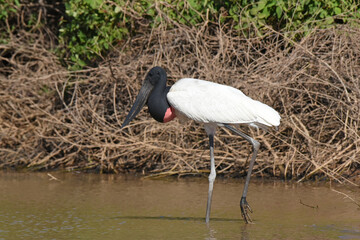 Jabiru (Jabiru mycteria) drinking and foraging in the Cuiaba river