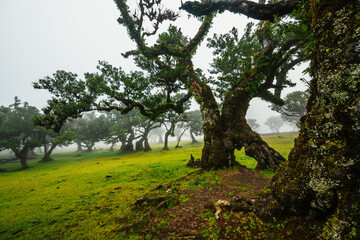 Fanal Forest. Misty forest in Fanal.  Old laurel tree in laurel tree forest in madeira in Portugal