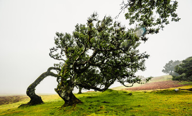 Fanal Forest. Misty forest in Fanal.  Old laurel tree in laurel tree forest in madeira in Portugal
