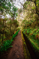 Obraz premium Magical misty green forest with waterfalls in Levada do Norte, Madeira island, Portugal. PR17 Pinaculo e Folhadal