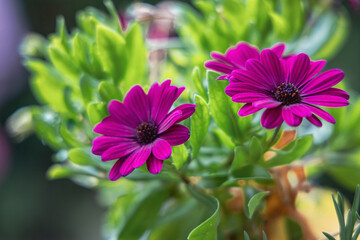 Obraz premium Beautiful bright background with purple Spanish daisies. High quality photo