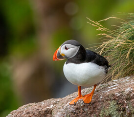 Atlantic puffin on the cliff side during breeding season