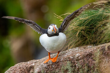 Atlantic puffin on the cliff side during breeding season