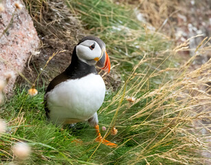 Atlantic puffin on the cliff side during breeding season