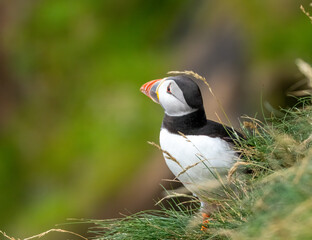 Atlantic puffin on the cliff side during breeding season
